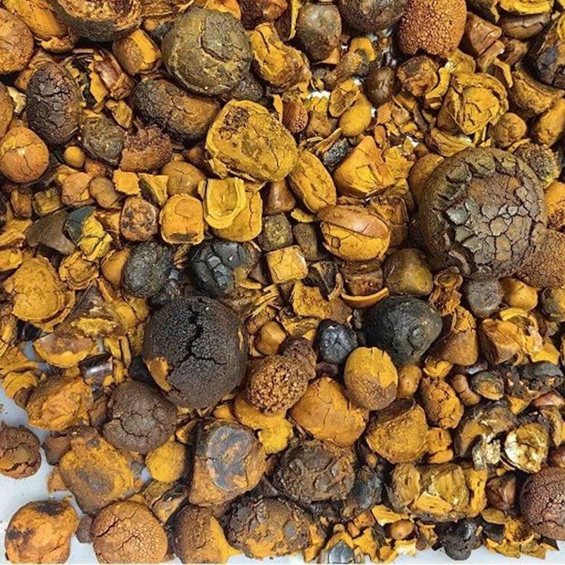 ox gall bladder disease